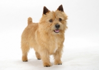 Picture of red Norwich Terrier standing on white background