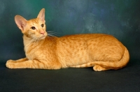 Picture of red oriental shorthair cat lying down