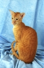 Picture of red oriental shorthair cat sitting on fabric