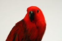Picture of red parrot