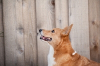 Picture of Red Pembroke Corgi in front of wooden fence.