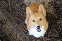 Picture of Red Pembroke Corgi sitting on rug indoors.
