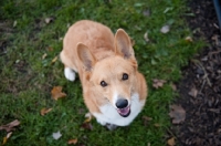 Picture of Red Pembroke Corgi sitting on grass, looking up at camera.