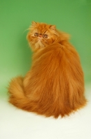 Picture of red Persian back view