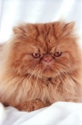 Picture of red persian cat