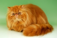 Picture of red Persian crouching