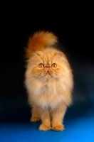 Picture of red Persian, front view
