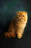 Picture of red Persian in studio