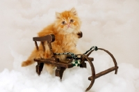 Picture of red Persian kitten on a sleigh