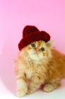 Picture of red Persian kitten with a hat on