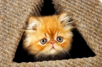 Picture of red Persian kitten