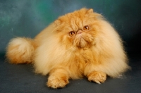 Picture of red Persian looking at camera