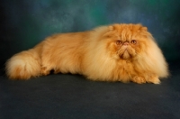 Picture of red Persian looking at camera