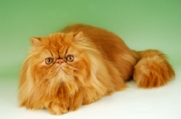 Picture of red Persian looking at camera