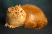 Picture of red Persian, looking away