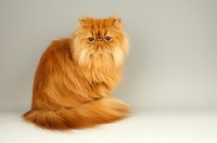 Picture of red Persian looking worried