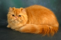 Picture of red Persian lying down in studio