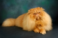 Picture of red Persian, lying down, looking up