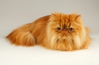 Picture of red Persian lying down on light grey background