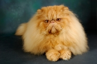 Picture of red Persian lying down