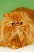 Picture of red Persian on green background