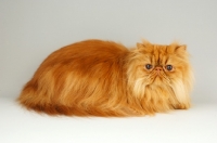 Picture of red Persian on grey background