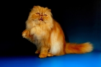 Picture of red Persian, one leg up