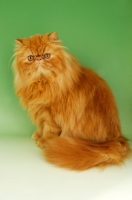 Picture of red Persian sitting down