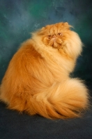 Picture of red Persian sitting down