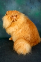 Picture of red Persian sitting down