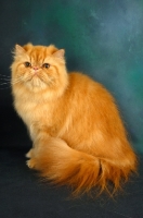 Picture of red Persian sitting down