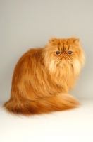 Picture of red Persian sitting on grey background