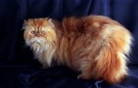 Picture of red Persian standing on dark blue background