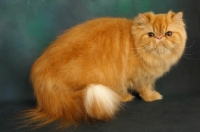 Picture of red Persian standing