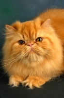 Picture of red Persian