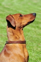 Picture of red Pinscher profile