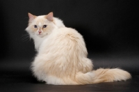 Picture of Red Point & White Ragamuffin on grey background, back view