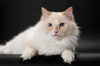 Picture of Red Point & White Ragamuffin on grey background, looking away