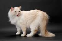 Picture of Red Point & White Ragamuffin on grey background meowing