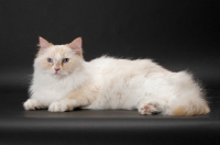 Picture of Red Point & White Ragamuffin on grey background, lying down