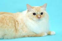 Picture of Red Point & White Ragdoll lying down