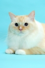Picture of Red Point & White Ragdoll