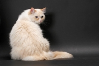 Picture of red point and white Ragamuffin on grey background, sitting down