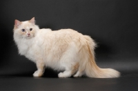 Picture of red point and white Ragamuffin on grey background