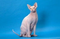 Picture of red point and white Sphynx sitting on blue background