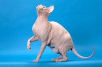 Picture of red point and white Sphynx standing with one leg up