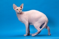 Picture of red point and white Sphynx standing