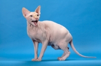 Picture of red point and white Sphynx
