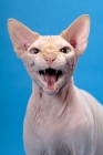 Picture of red point and white Sphynx