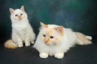 Picture of red point birman cat with kitten